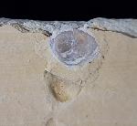 Terebratula sp. MUELLER 1776 - Bild &copy; FossNet FossilienStore